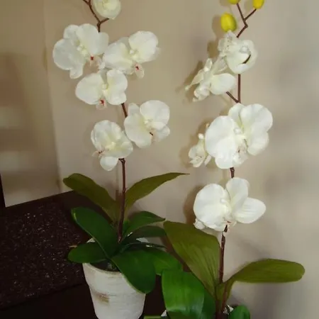 Apartament Przy Rynku *
