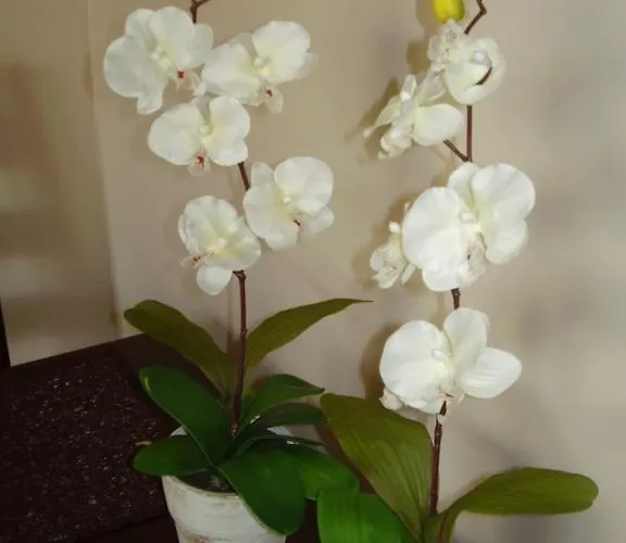 Apartament Przy Rynku *